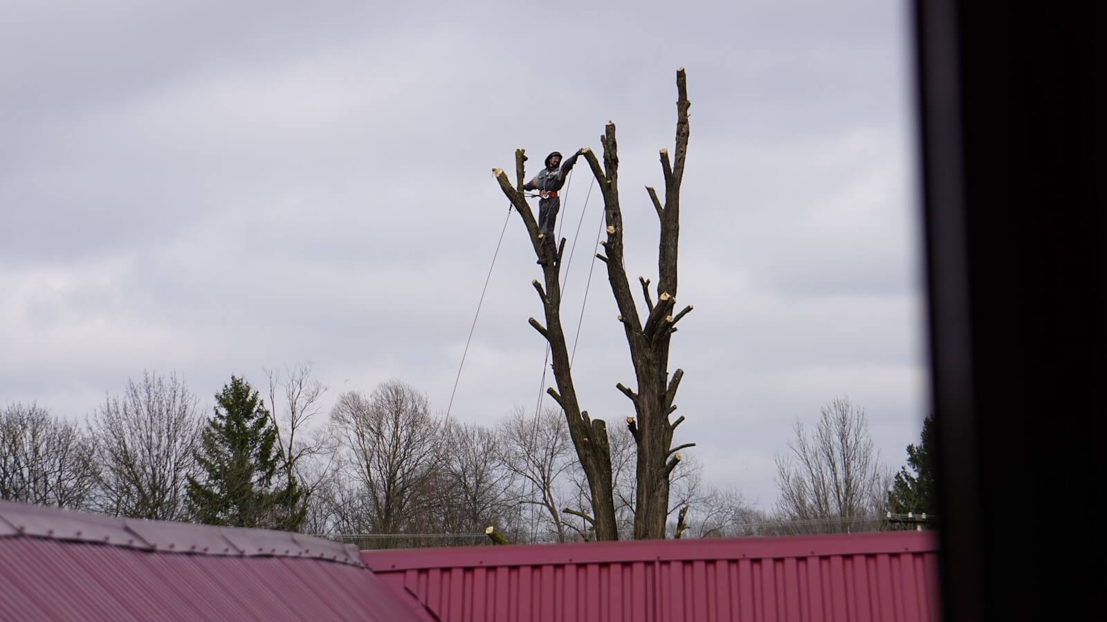 When should you remove a tree — homeowner guide Spartanburg SC