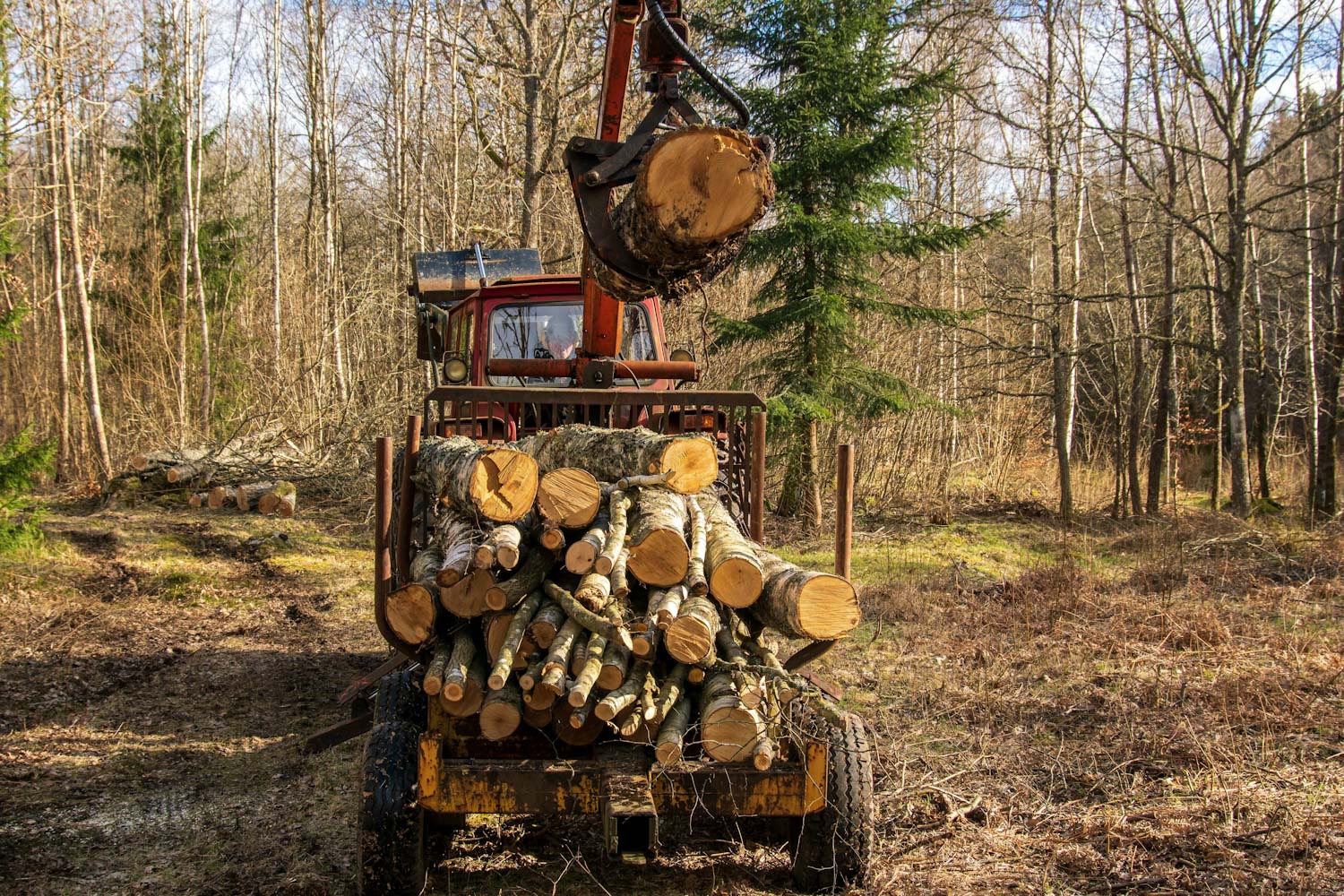 Tree removal Spartanburg SC — safe removal of large trees with professional equipment
